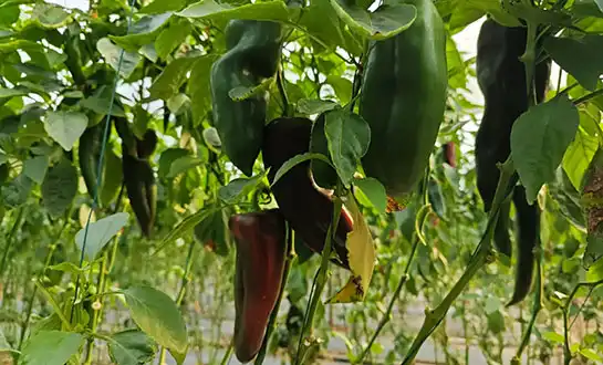 Improving High-Value Crop Quality with Bioactive Yeast Peptides